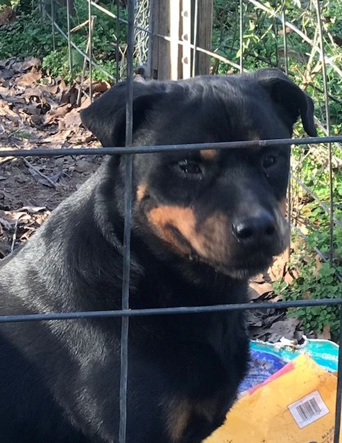 Rottie Boy, a Adoptable Rottweiler in Rockdale, TX image 4/6