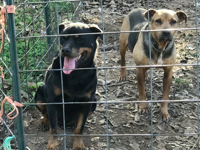 Rottie Boy, a Adoptable Rottweiler in Rockdale, TX image 5/6
