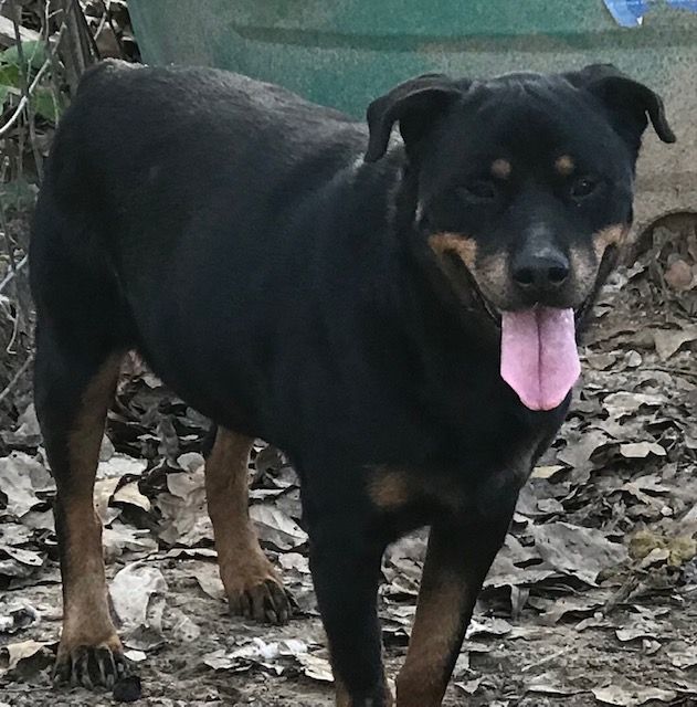 Rottie Boy, a Adoptable Rottweiler in Rockdale, TX image 6/6