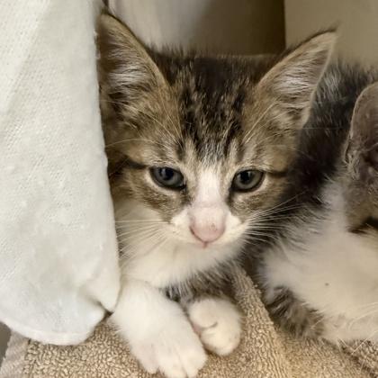 Enlarge Bruce, a Adopted Domestic Short Hair in Lansing, MI image 1/1