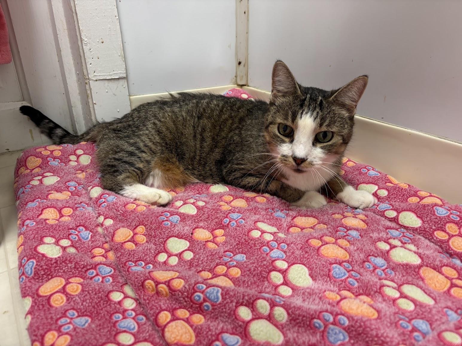 Selma, ADOPTABLE, Senior Female Domestic Short Hair.