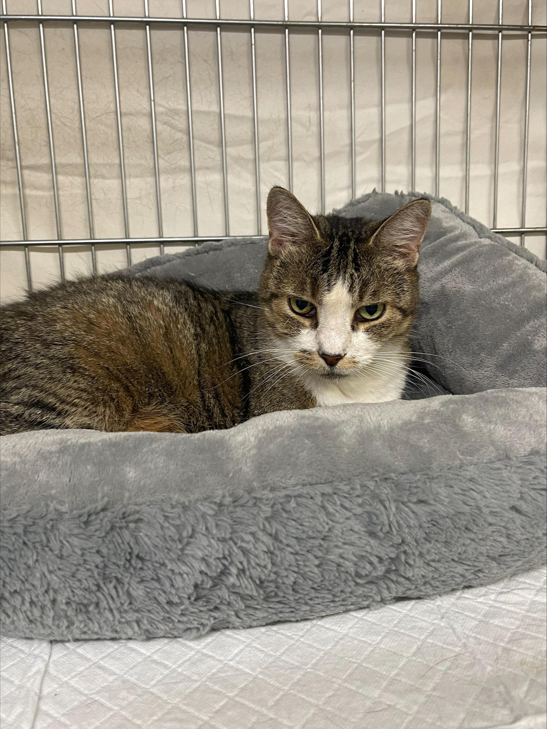 Enlarge Selma, a ADOPTABLE Domestic Short Hair in Queenstown, MD image 3/4