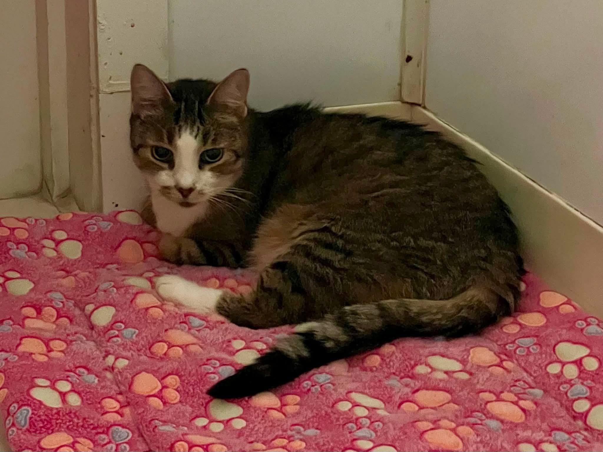 Enlarge Selma, a ADOPTABLE Domestic Short Hair in Queenstown, MD image 4/4