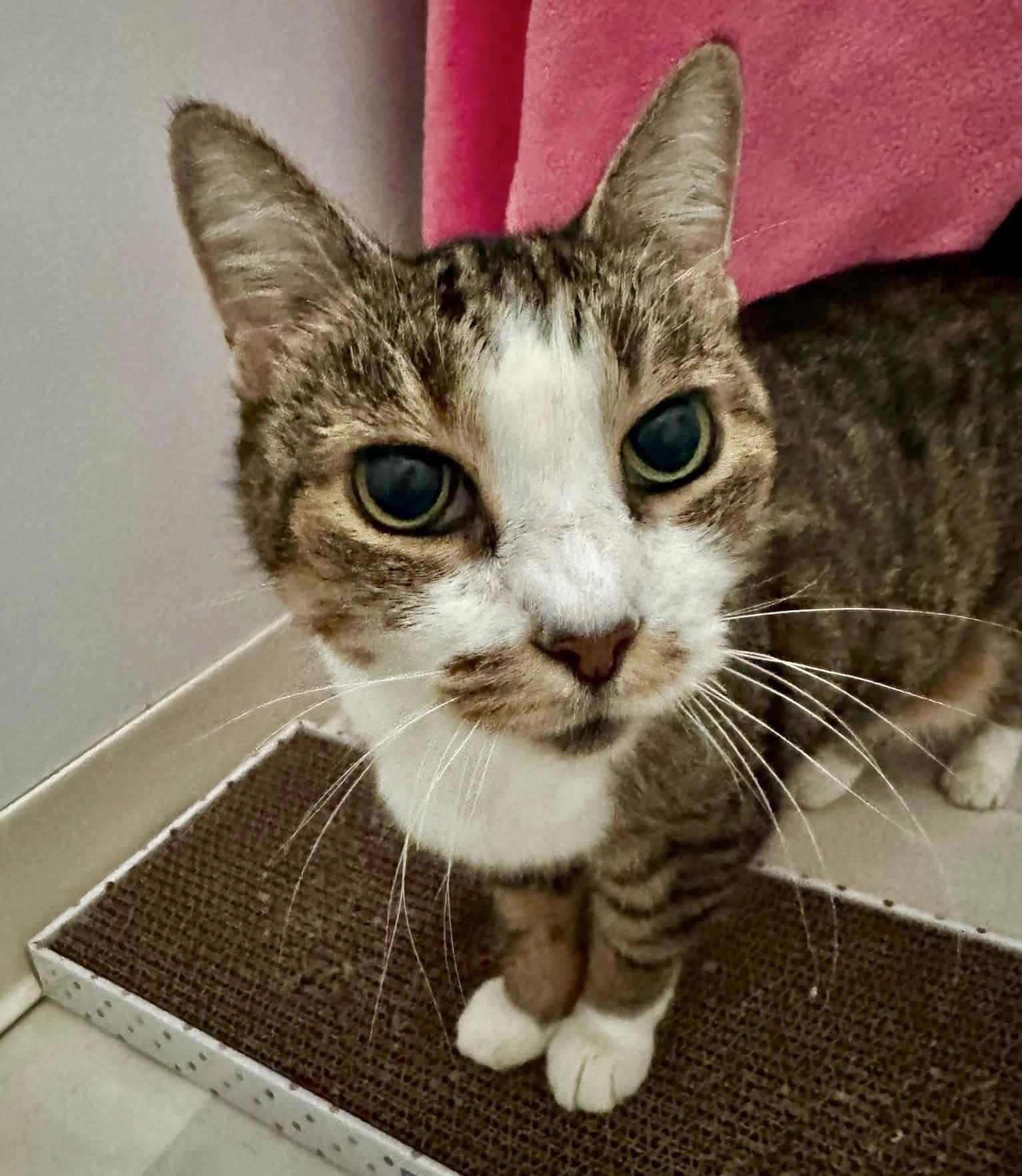 Selma, ADOPTABLE, Senior Female Domestic Short Hair.