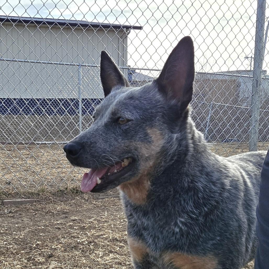 Pebbles, Adoptable, Adult Female Australian Cattle Dog / Blue Heeler.