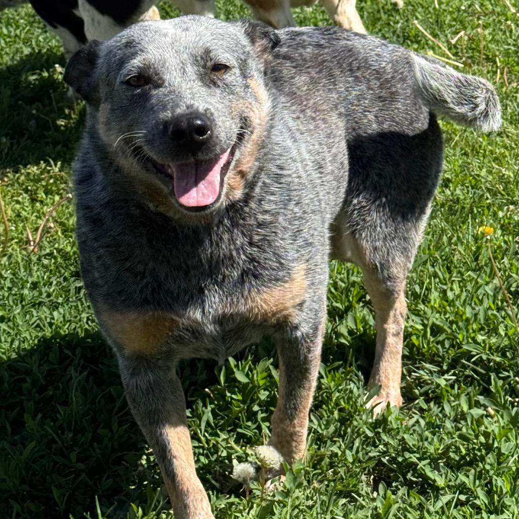 Pebbles, a Adoptable Australian Cattle Dog / Blue Heeler in Chariton, IA image 2/6