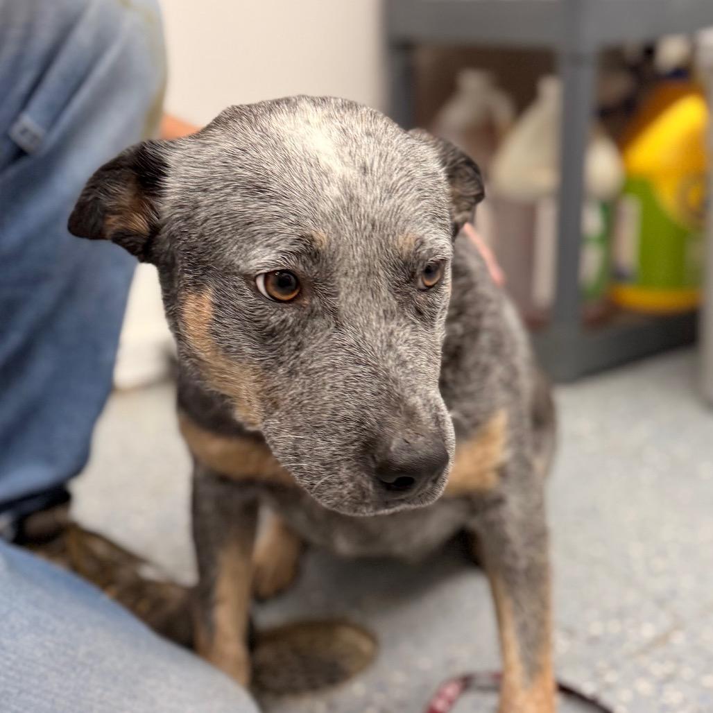 Pebbles, Adoptable, Adult Female Australian Cattle Dog / Blue Heeler.