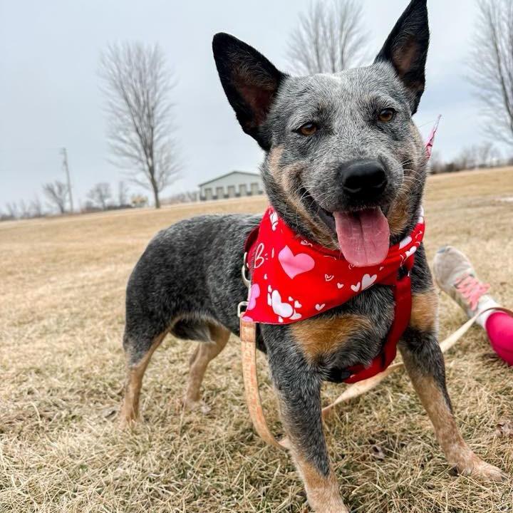 Pebbles, a Adoptable Australian Cattle Dog / Blue Heeler in Chariton, IA image 3/6