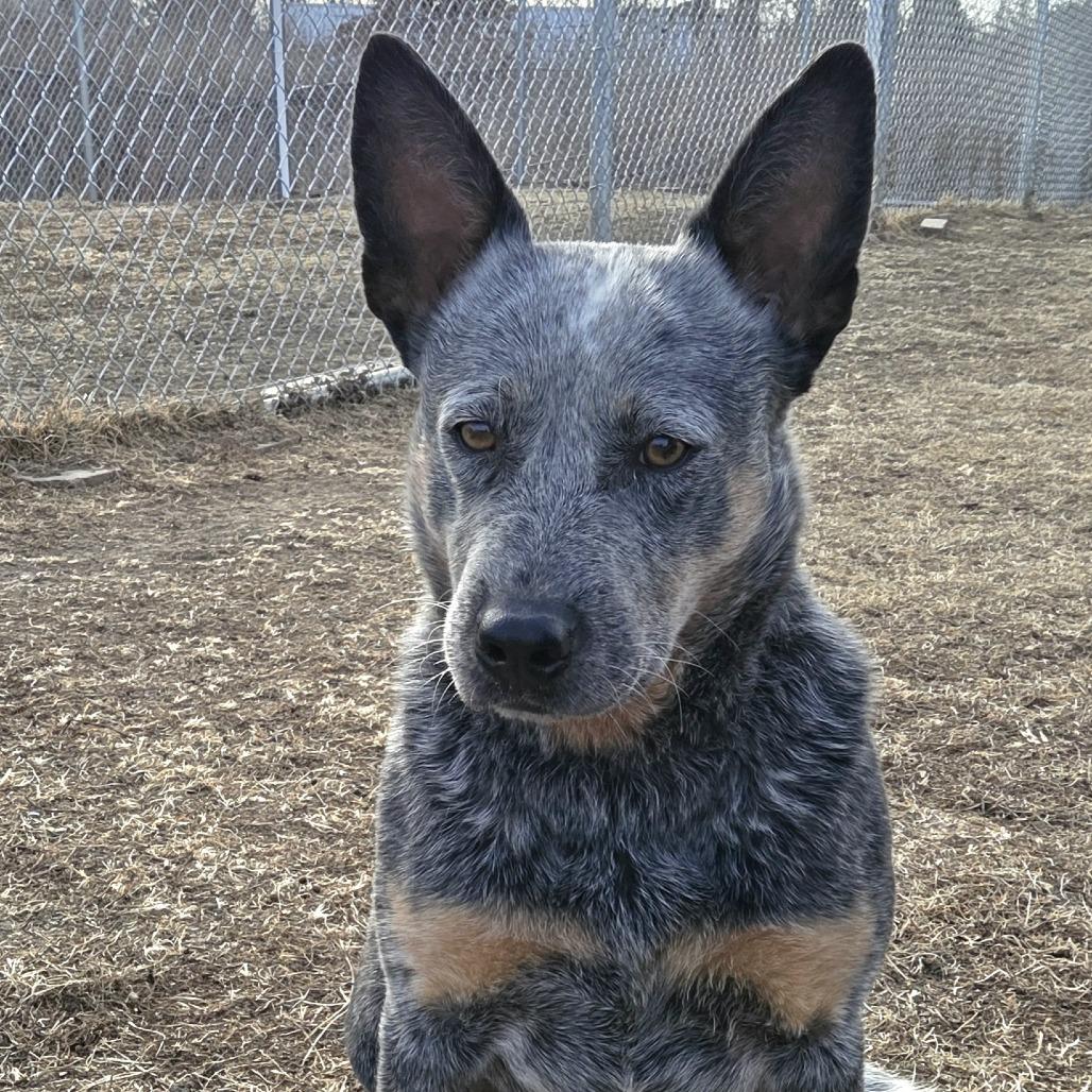 Pebbles, a Adoptable Australian Cattle Dog / Blue Heeler in Chariton, IA image 4/6