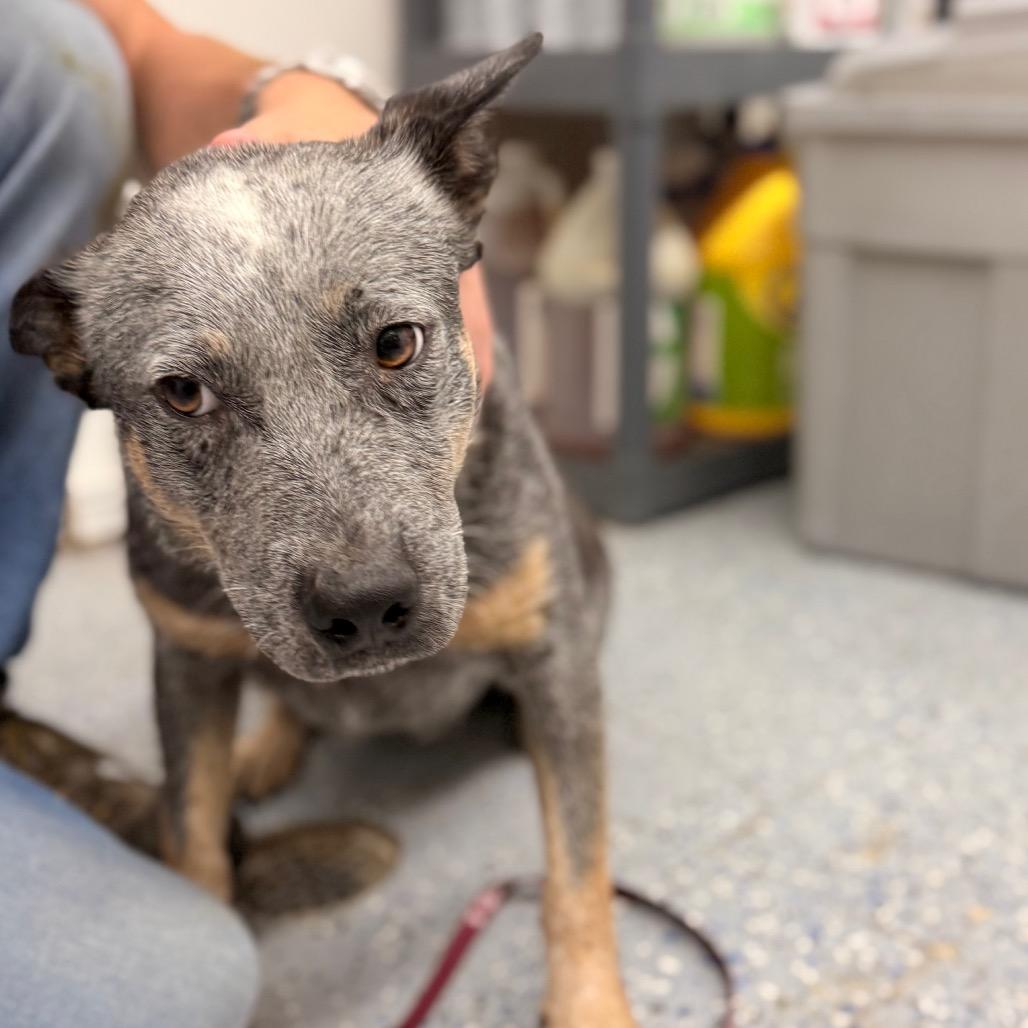 Enlarge Pebbles, a Adoptable Australian Cattle Dog / Blue Heeler in Chariton, IA image 2/3