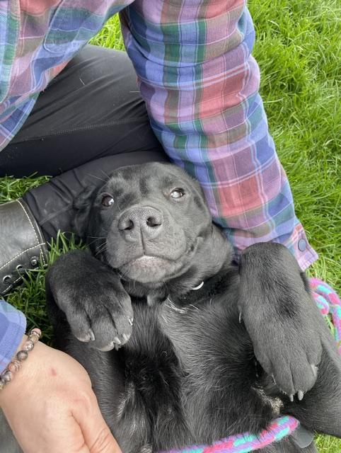 Enlarge Clyde, an adopted mixed breed in Oxford, MI image 4/6