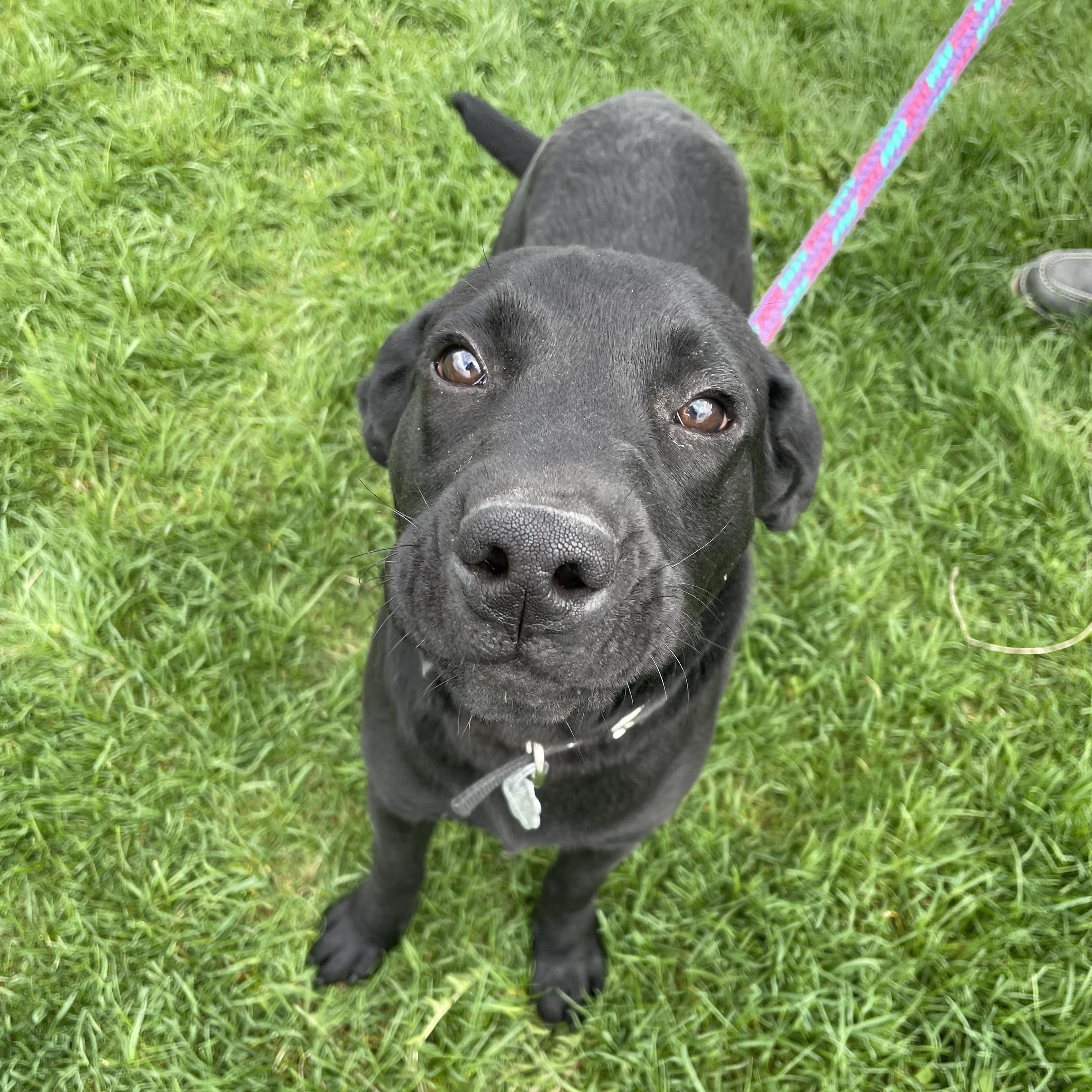 Clyde, adopted, Puppy Male Labrador Retriever & Mixed Breed.