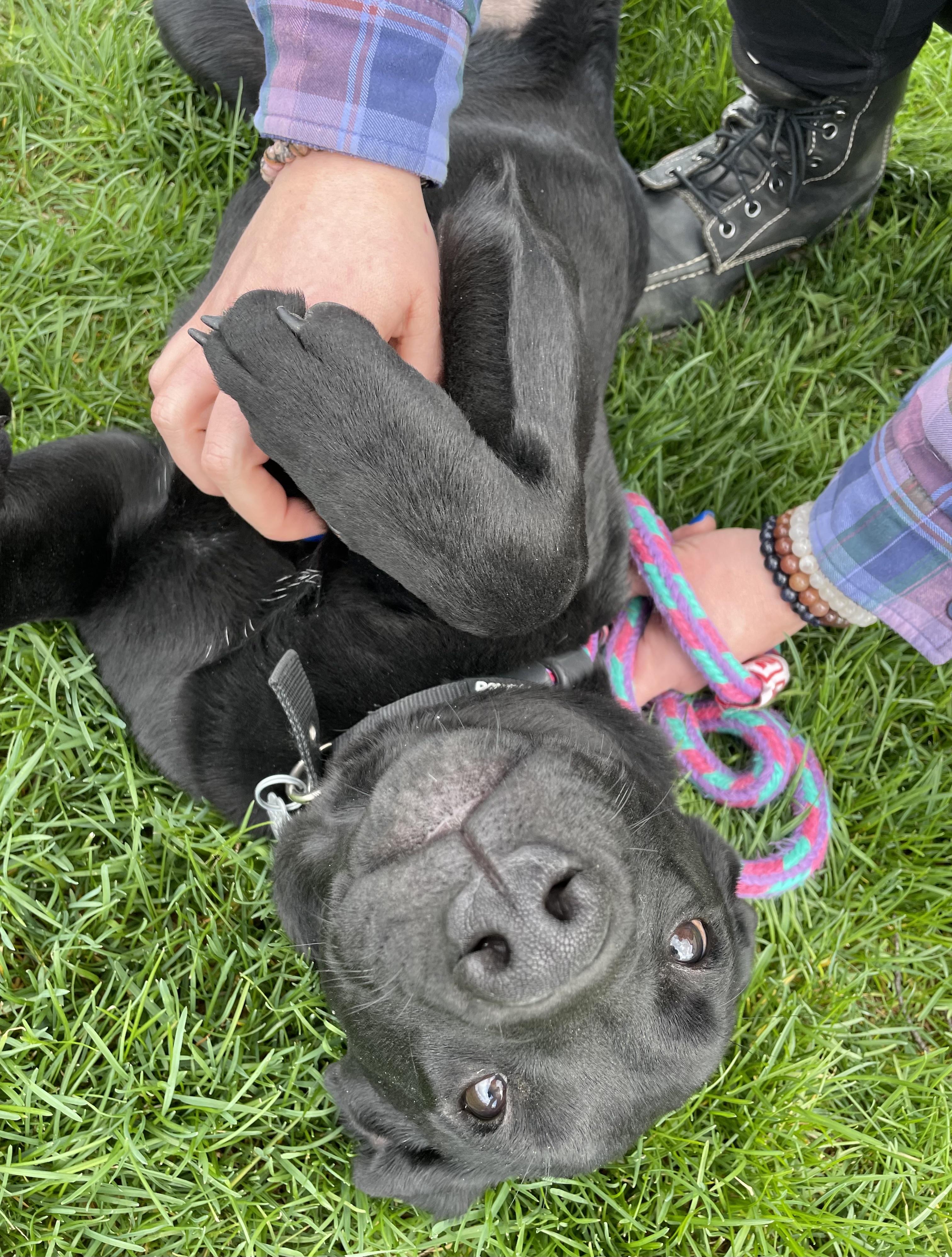 Enlarge Clyde, an adopted mixed breed in Oxford, MI image 5/6