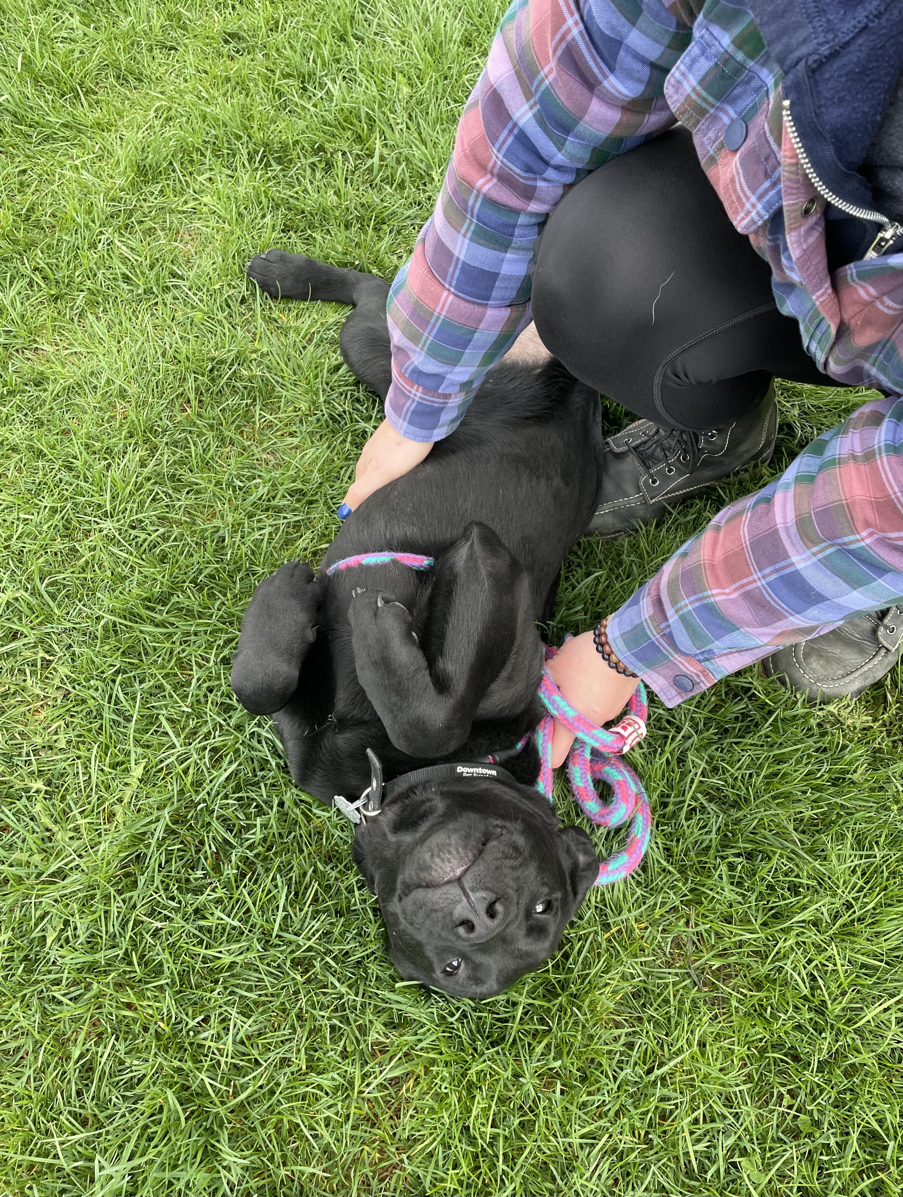 Enlarge Clyde, an adopted mixed breed in Oxford, MI image 6/6