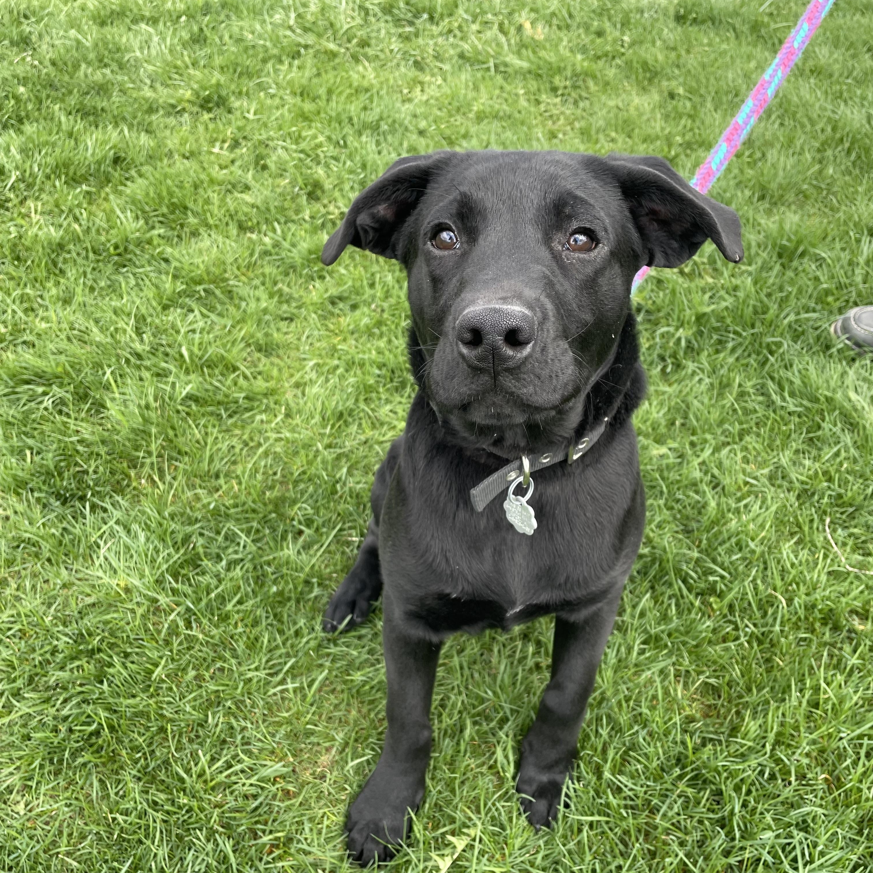 Enlarge Clyde, an adopted mixed breed in Oxford, MI image 2/6