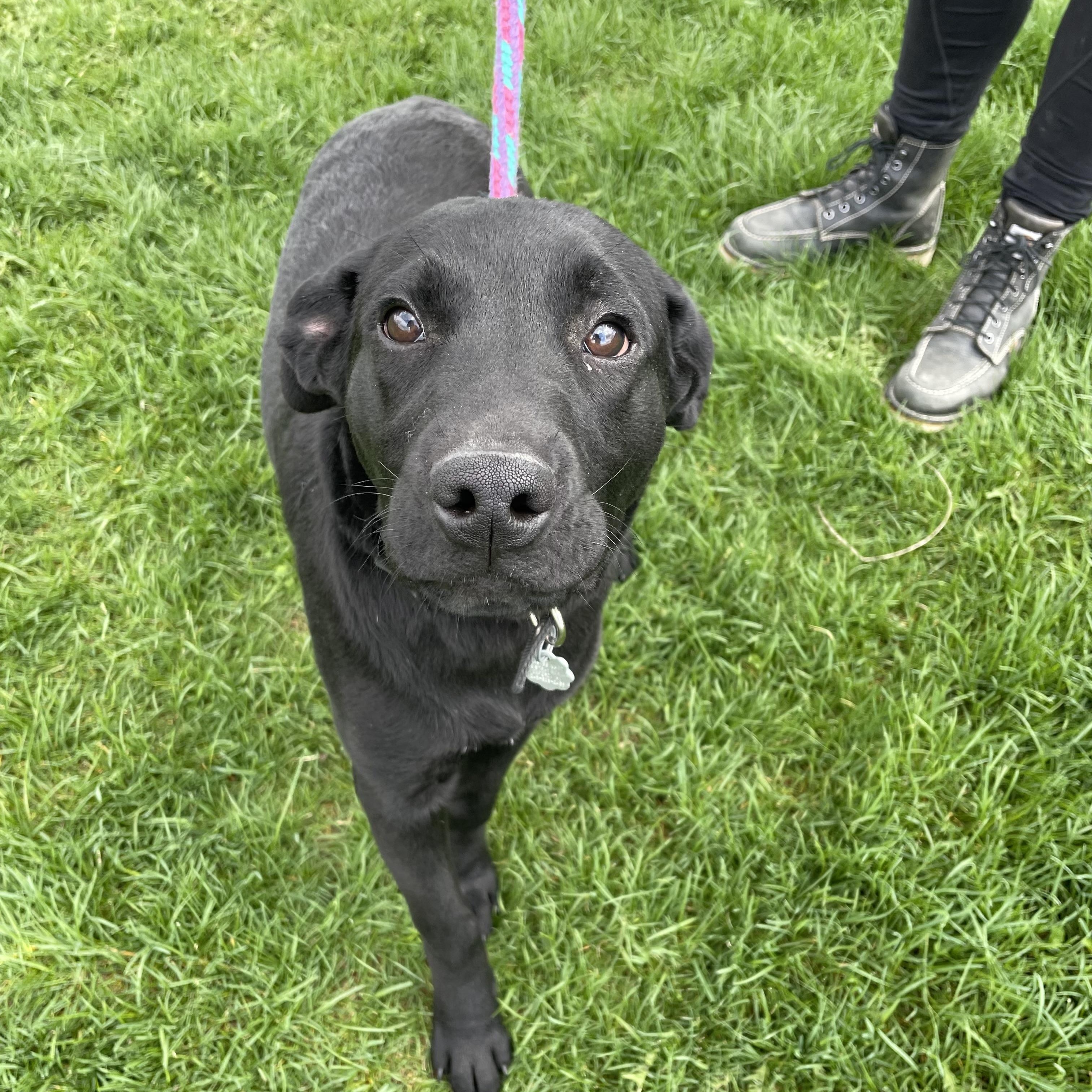 Enlarge Clyde, an adopted mixed breed in Oxford, MI image 3/6