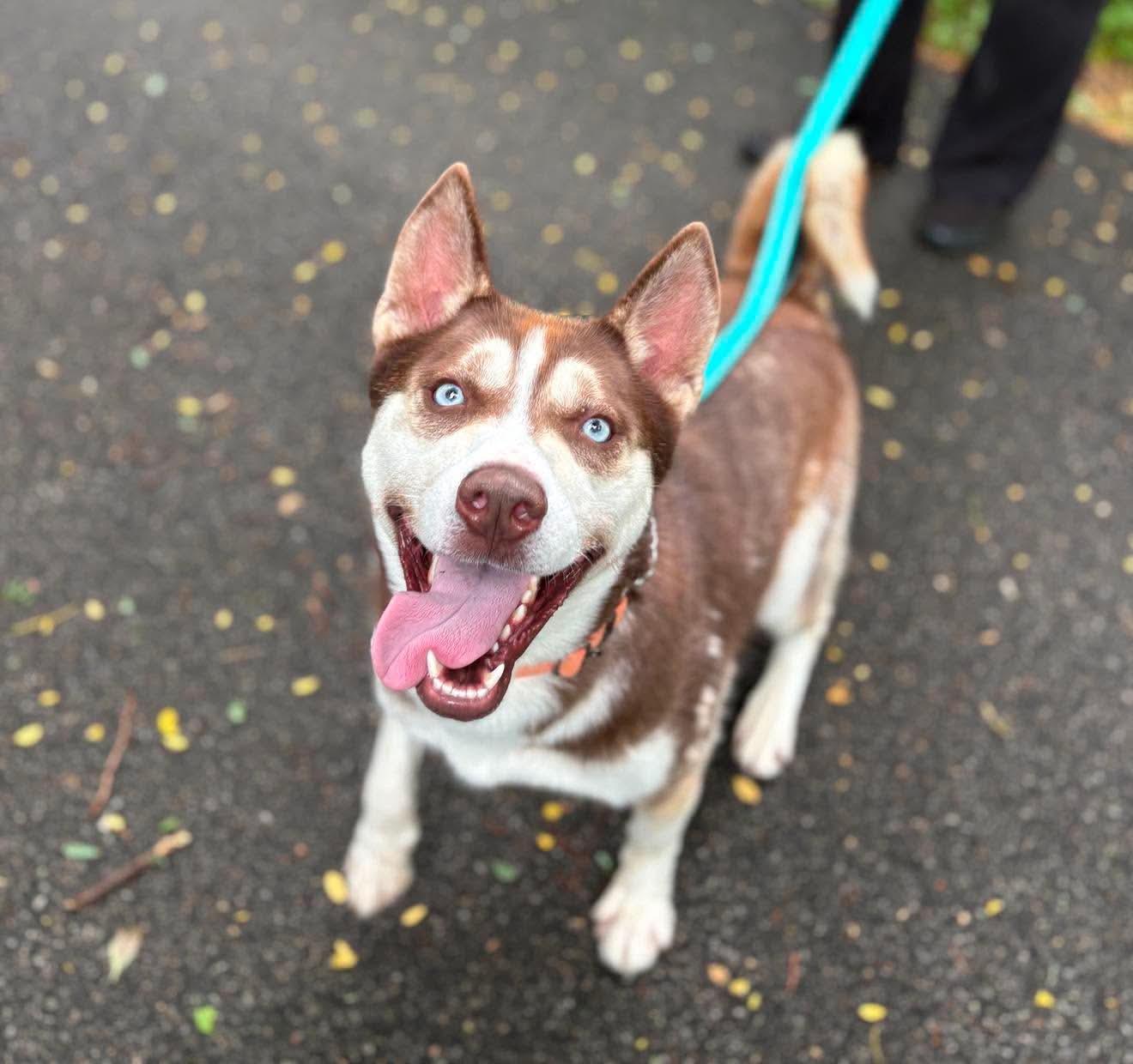 Keaton, Adoptable, Young Male Siberian Husky.