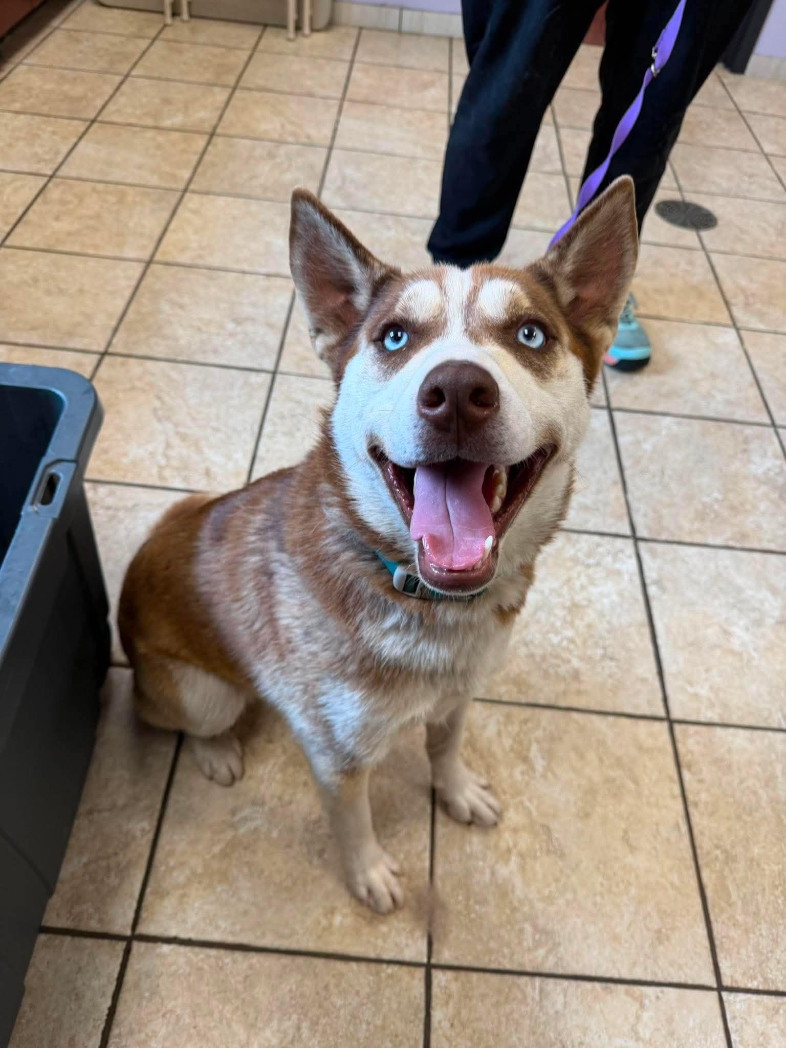 Enlarge Keaton, a Adoptable mixed breed in Fort Wayne, IN image 2/2