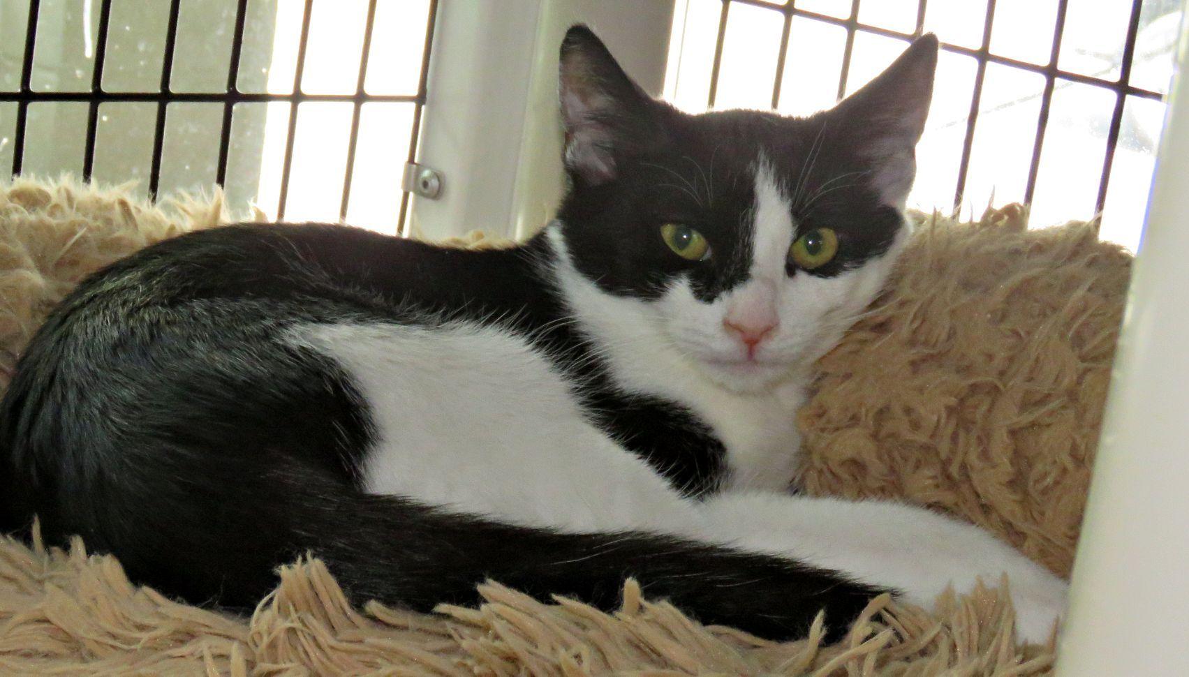 Enlarge Ben, a ADOPTABLE mixed breed in Lexington, VA image 1/1
