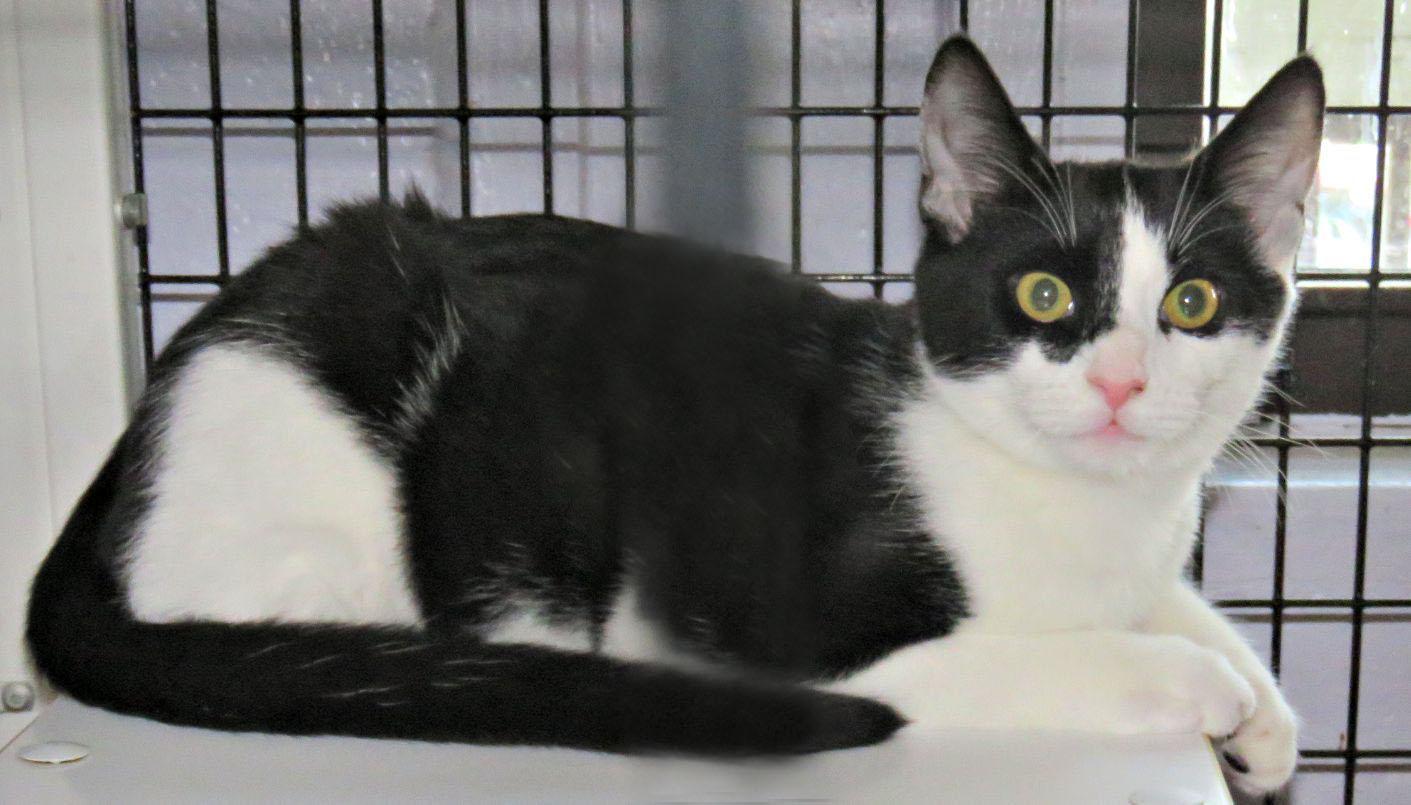 Enlarge Ben, a Adoptable mixed breed in Lexington, VA image 1/1