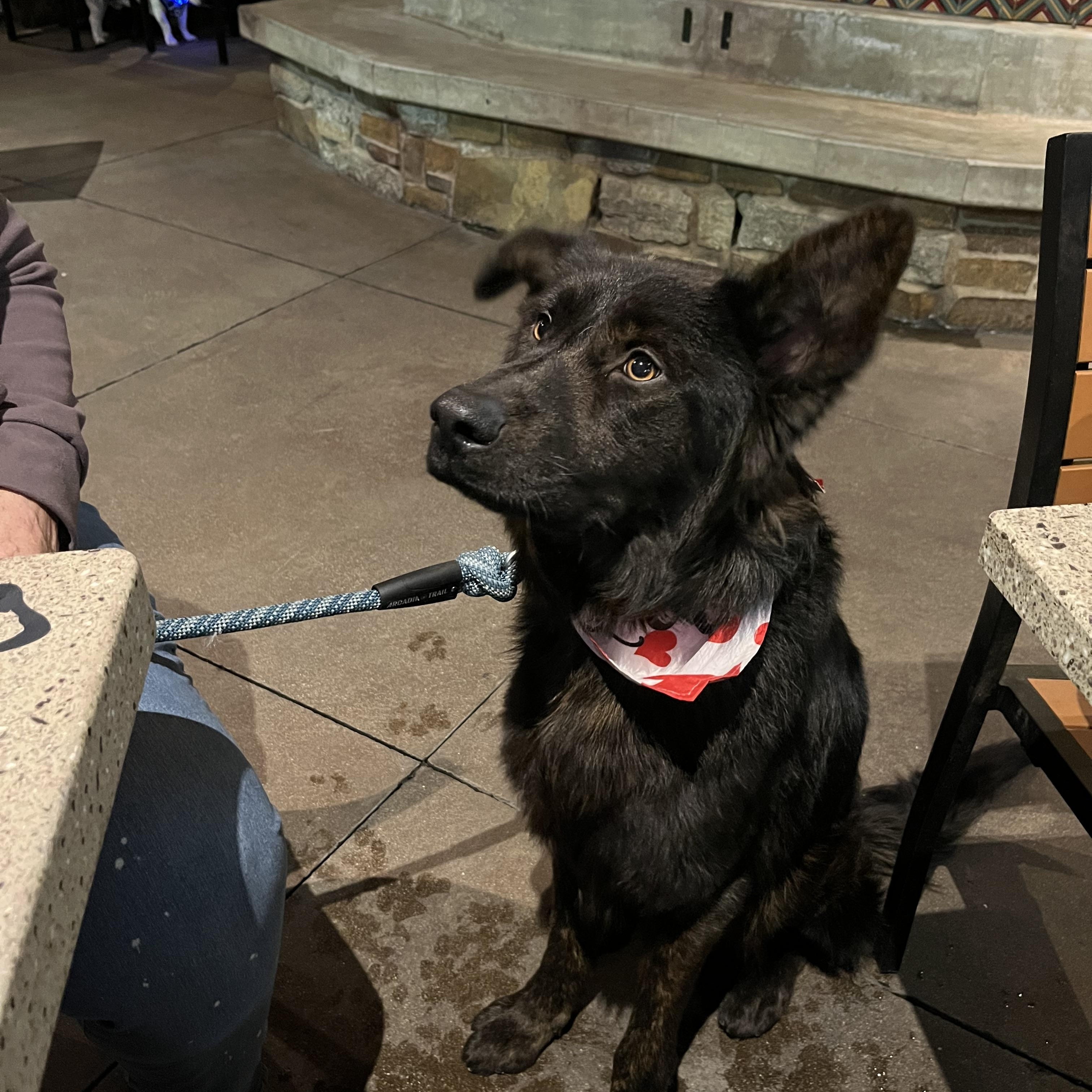 Cowboy, a Adoptable mixed breed in Portland, OR image 3/6