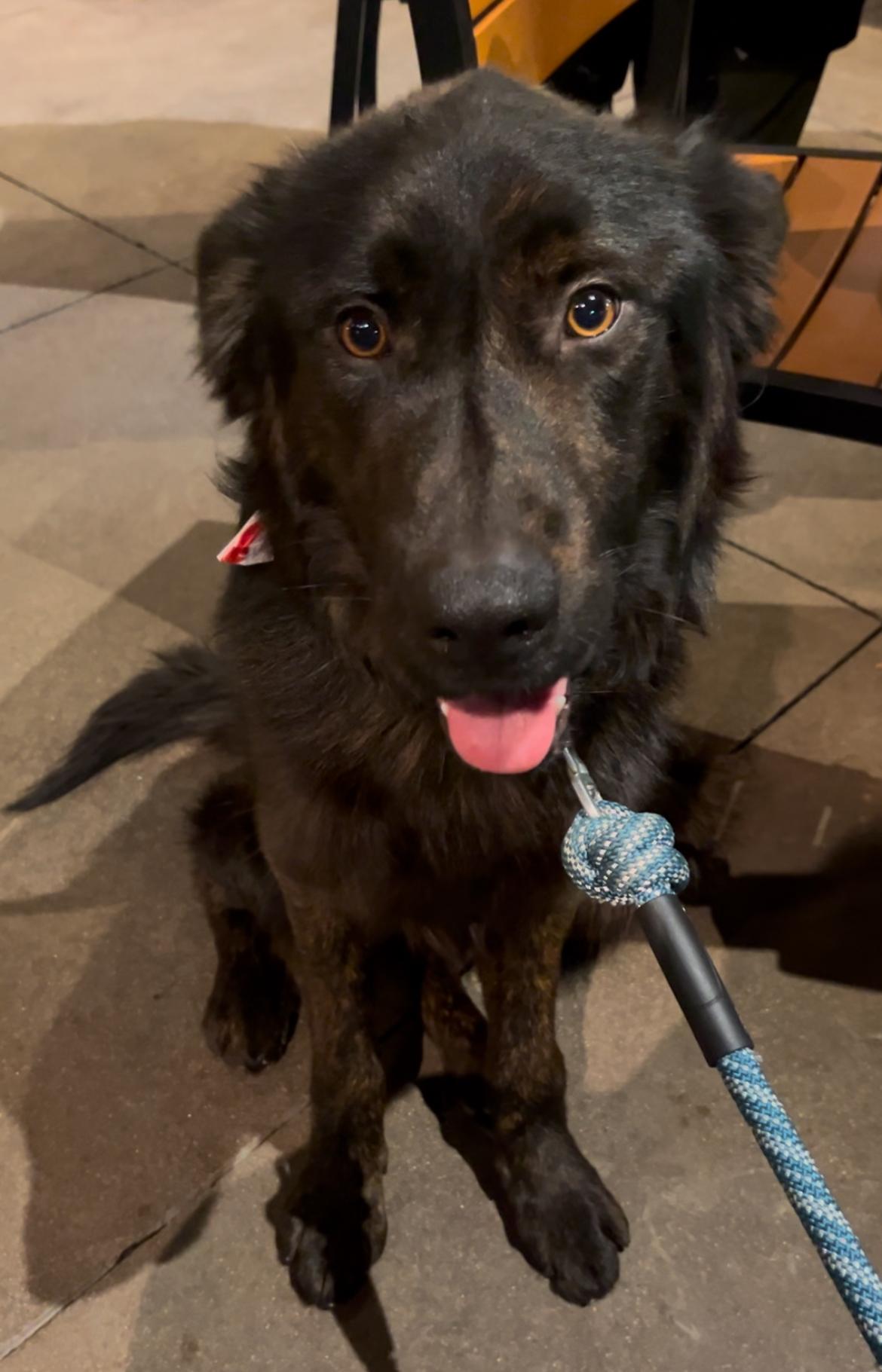 Cowboy, a Adoptable mixed breed in Portland, OR image 1/6