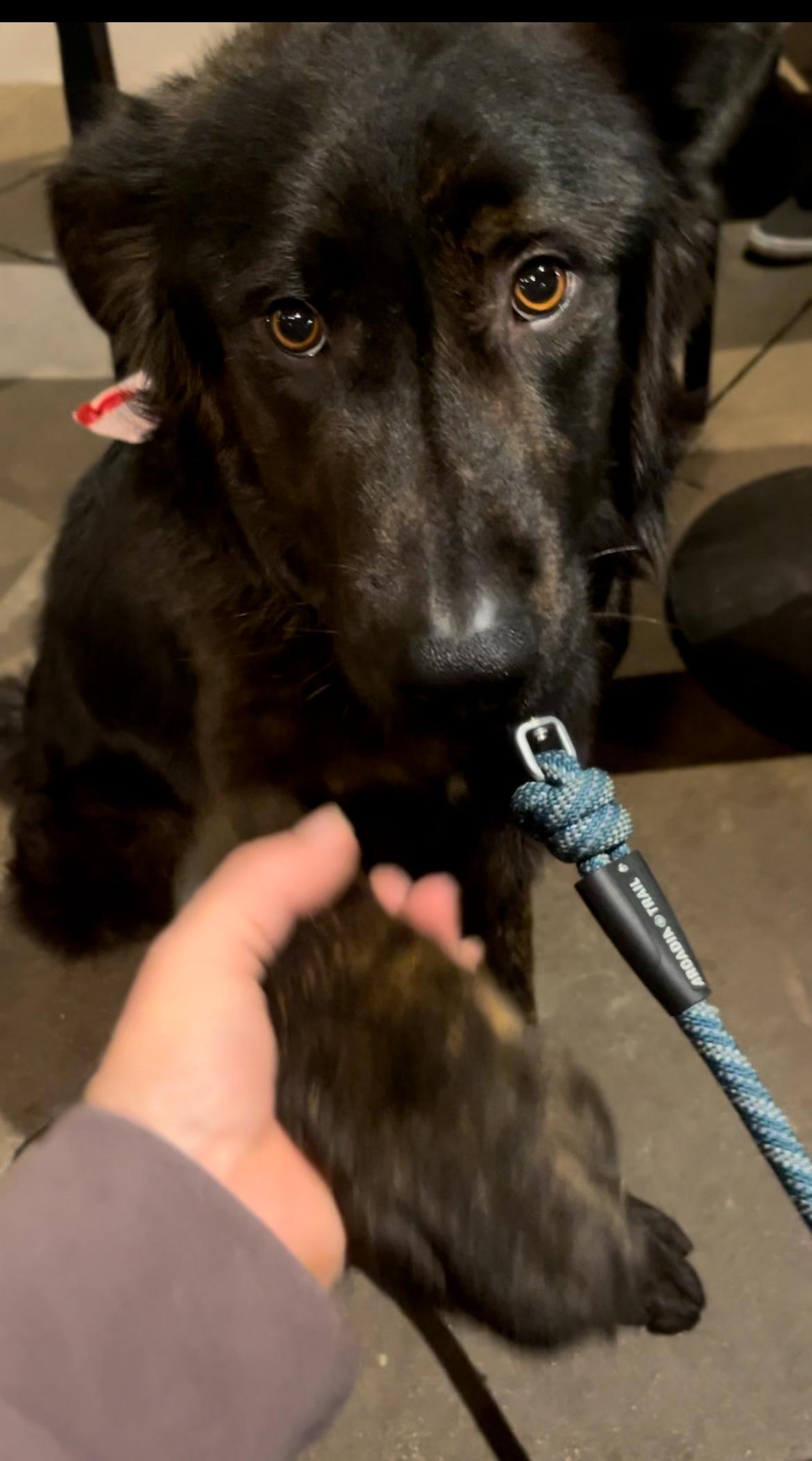 Cowboy, a Adoptable mixed breed in Portland, OR image 2/6