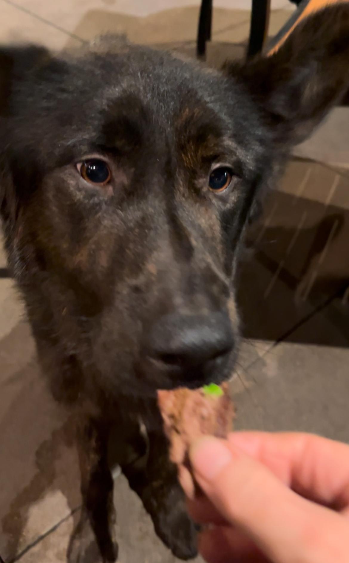 Cowboy, a Adoptable mixed breed in Portland, OR image 5/6