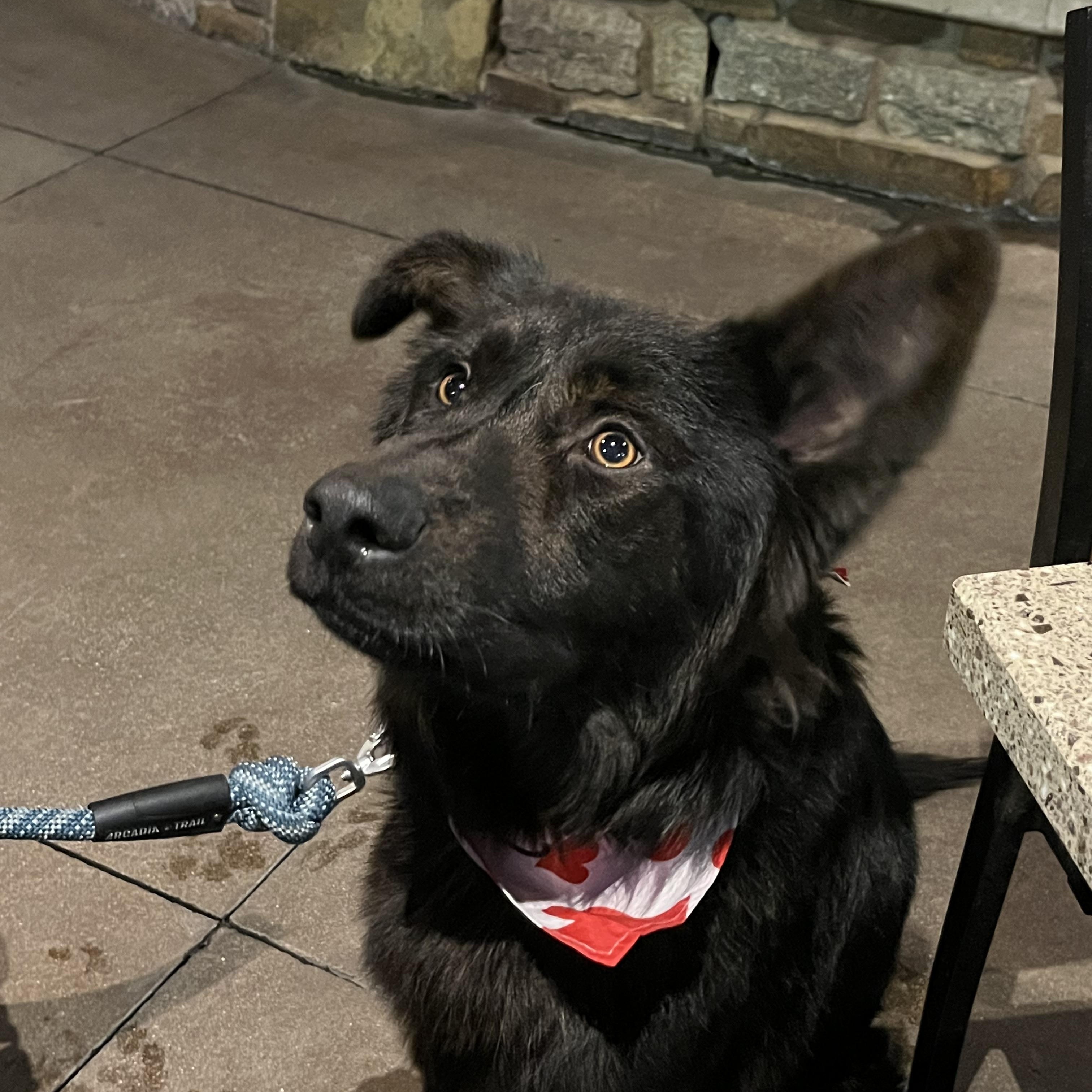 Cowboy, a Adoptable mixed breed in Portland, OR image 4/6