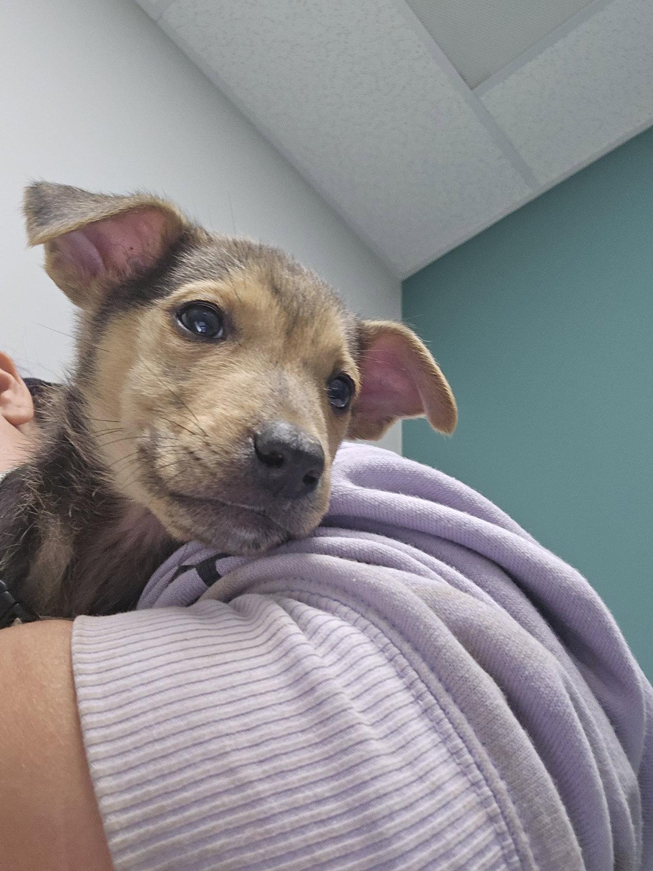 Fern, Adoptable, Puppy Female Shepherd & Border Collie.