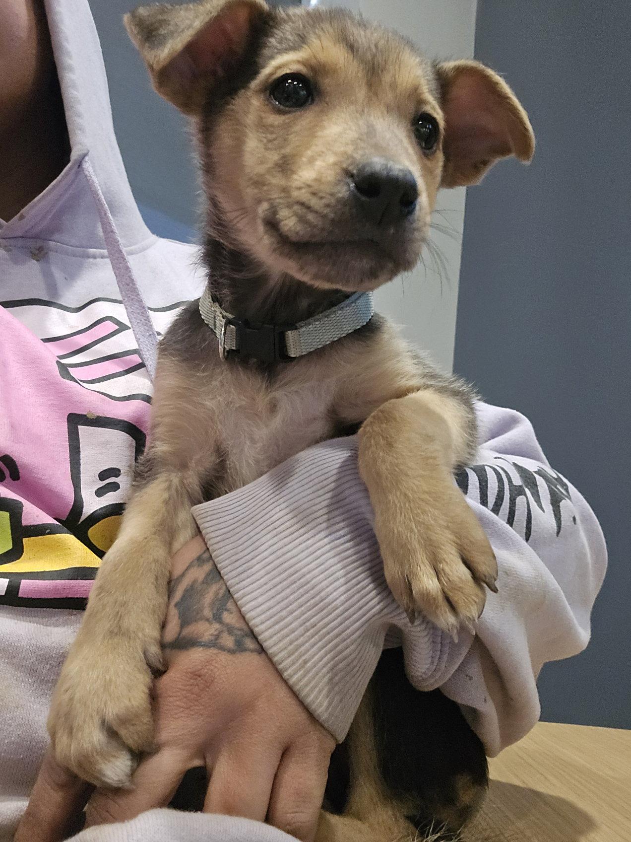 Enlarge Fern, a Adoptable mixed breed in Roseville, CA image 2/3