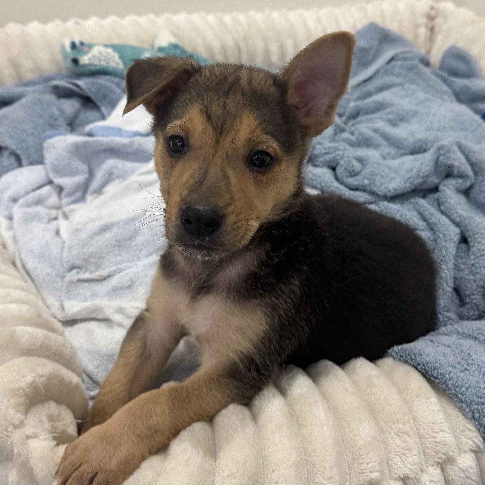 Enlarge Fern, a Adoptable mixed breed in Roseville, CA image 3/3