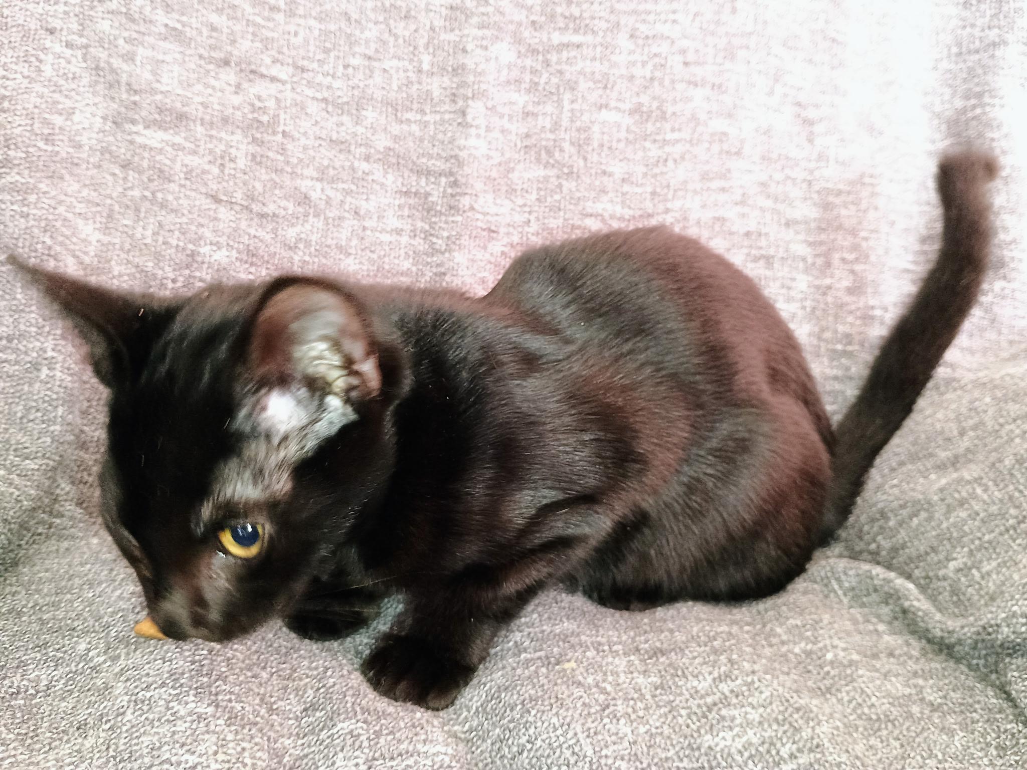 Pugsley — thumbnail 2