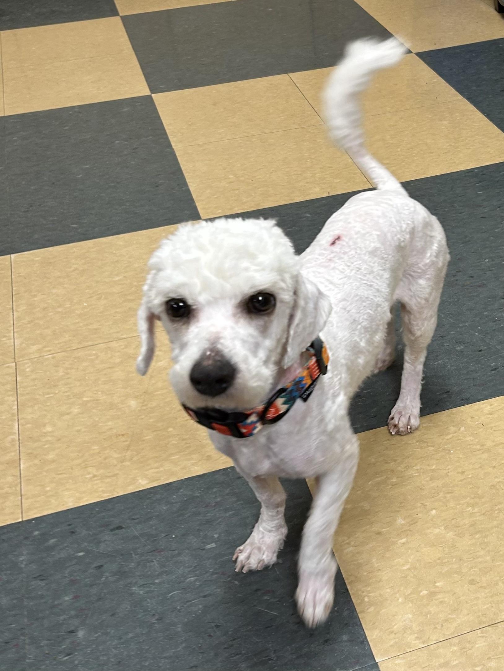 Enlarge Archie, an adopted Bichon Frise in Caledon, ON image 1/3