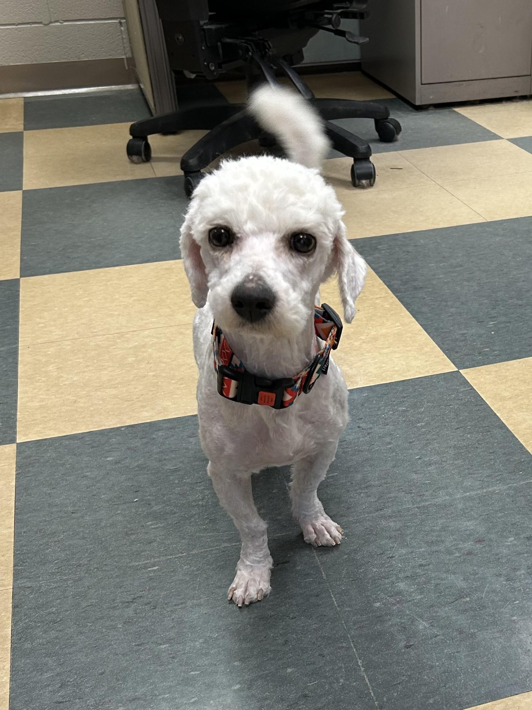 Enlarge Archie, an adopted Bichon Frise in Caledon, ON image 2/3