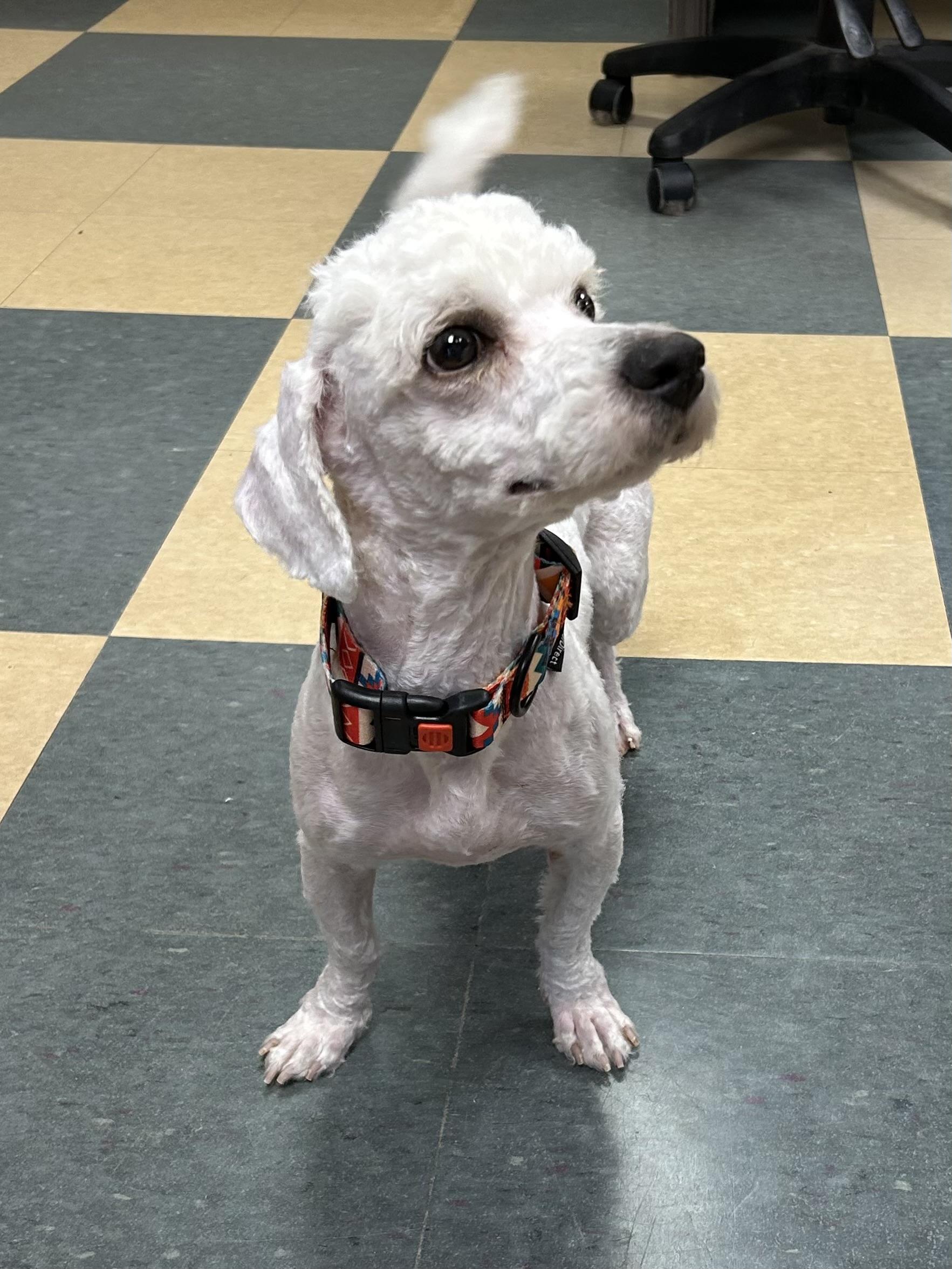 Enlarge Archie, an adopted Bichon Frise in Caledon, ON image 3/3