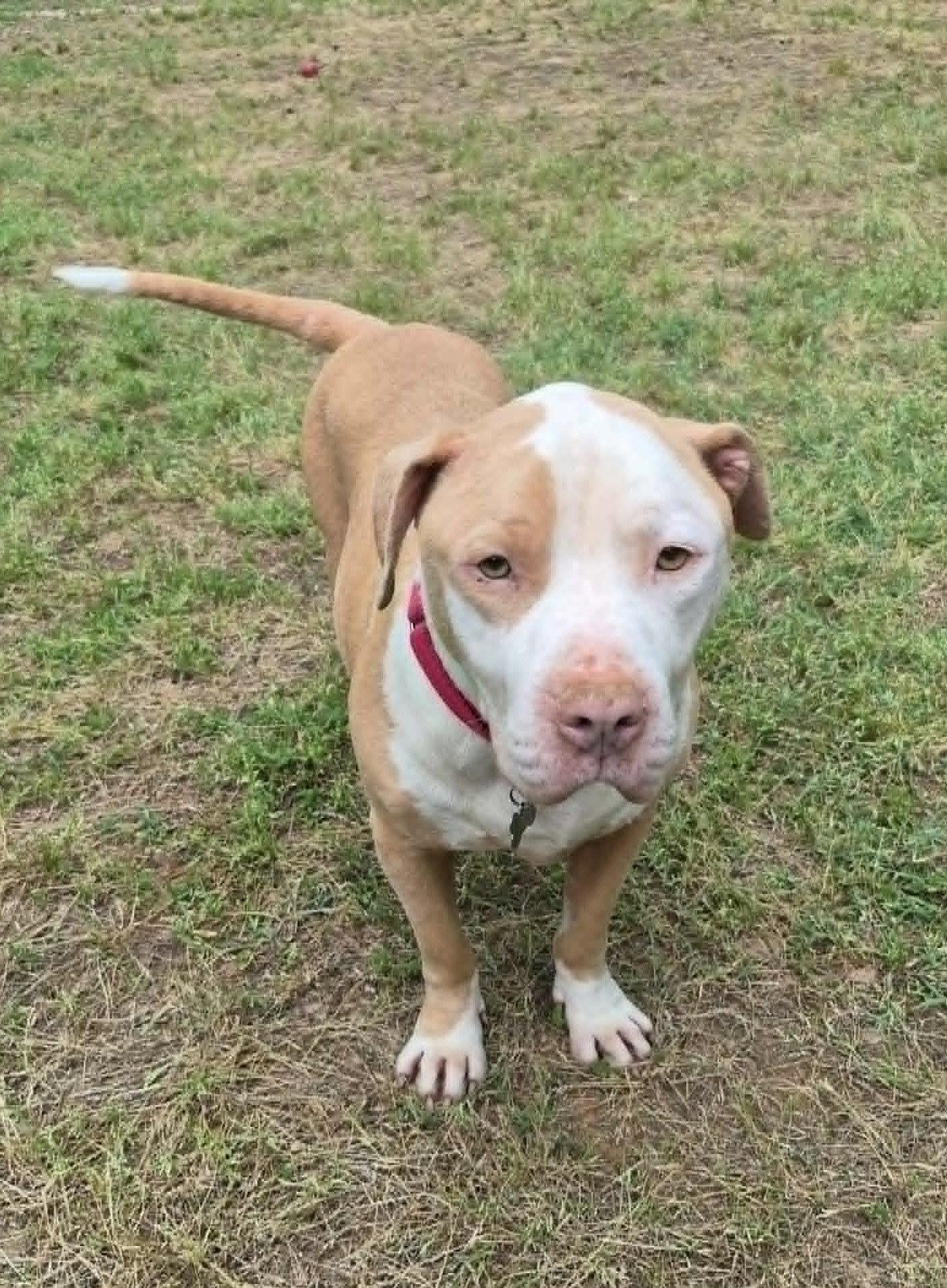 Teddy, Adoptable, Young Male American Bulldog & Pit Bull Terrier.