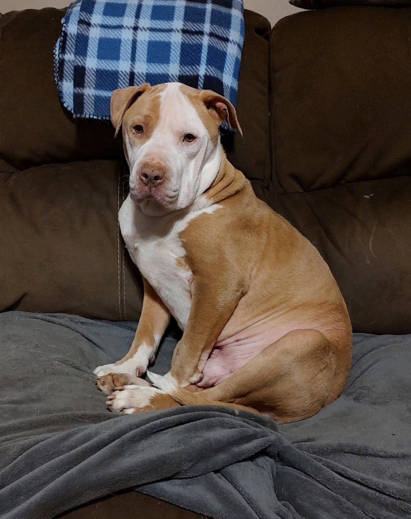 Enlarge Teddy, a Adoptable mixed breed in Arlington, VA image 2/3