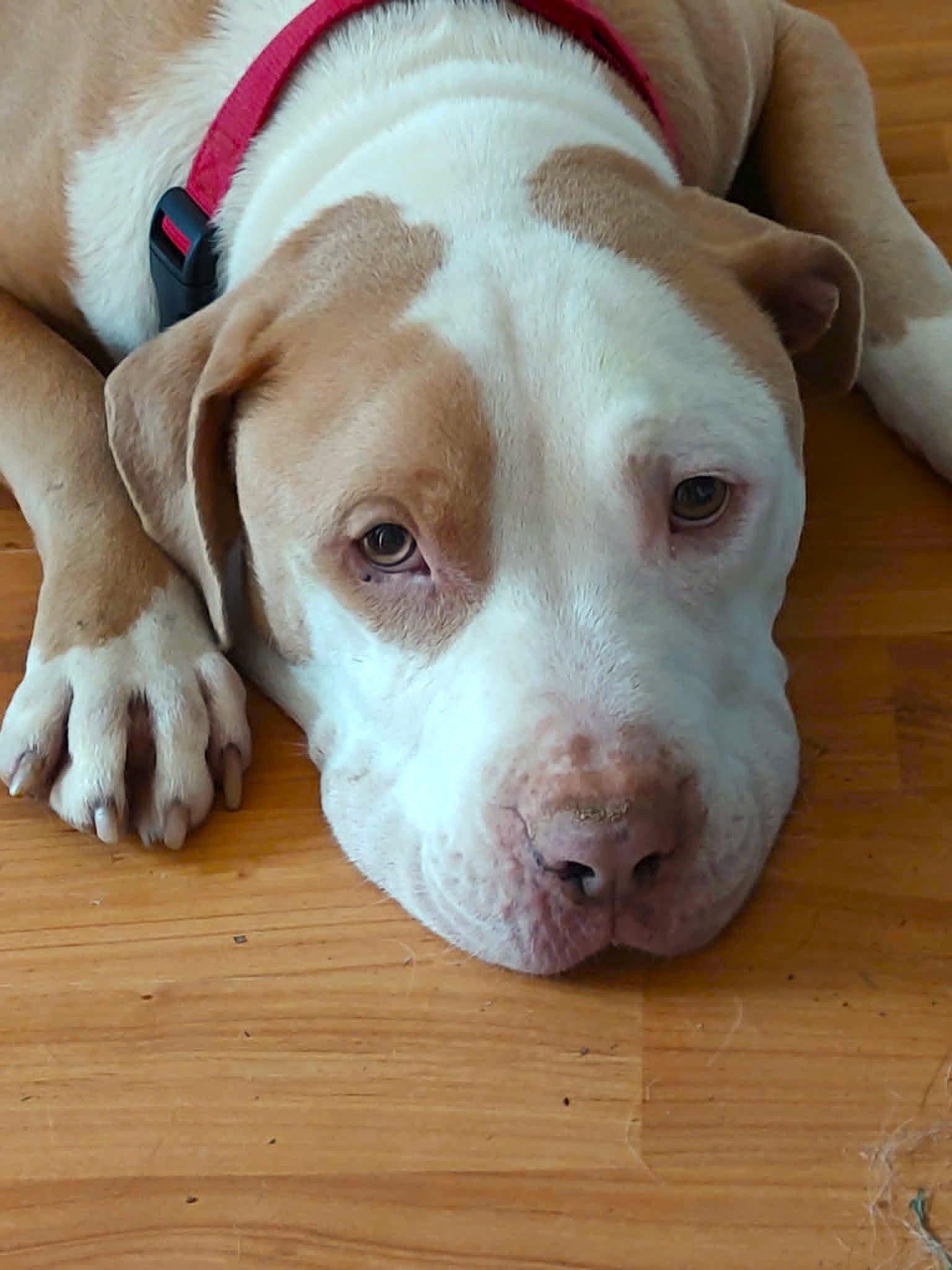 Enlarge Teddy, a Adoptable mixed breed in Arlington, VA image 3/3