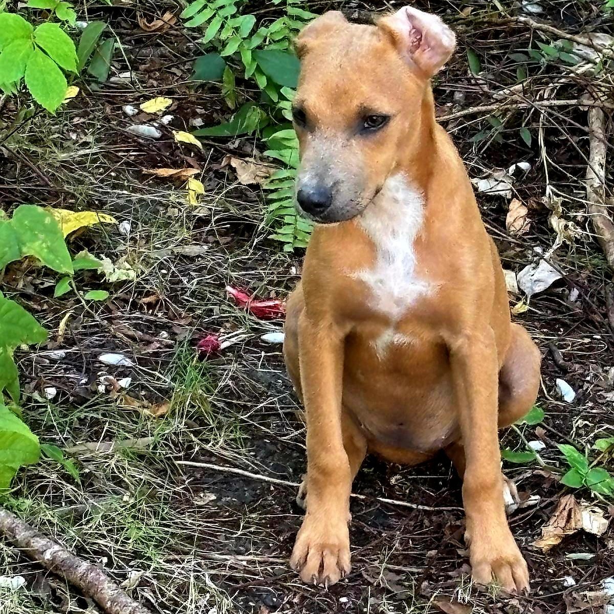 Papaya "sweet Love." thumbnail 2