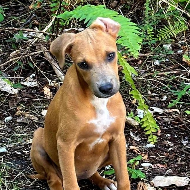 Papaya "sweet Love." thumbnail 3