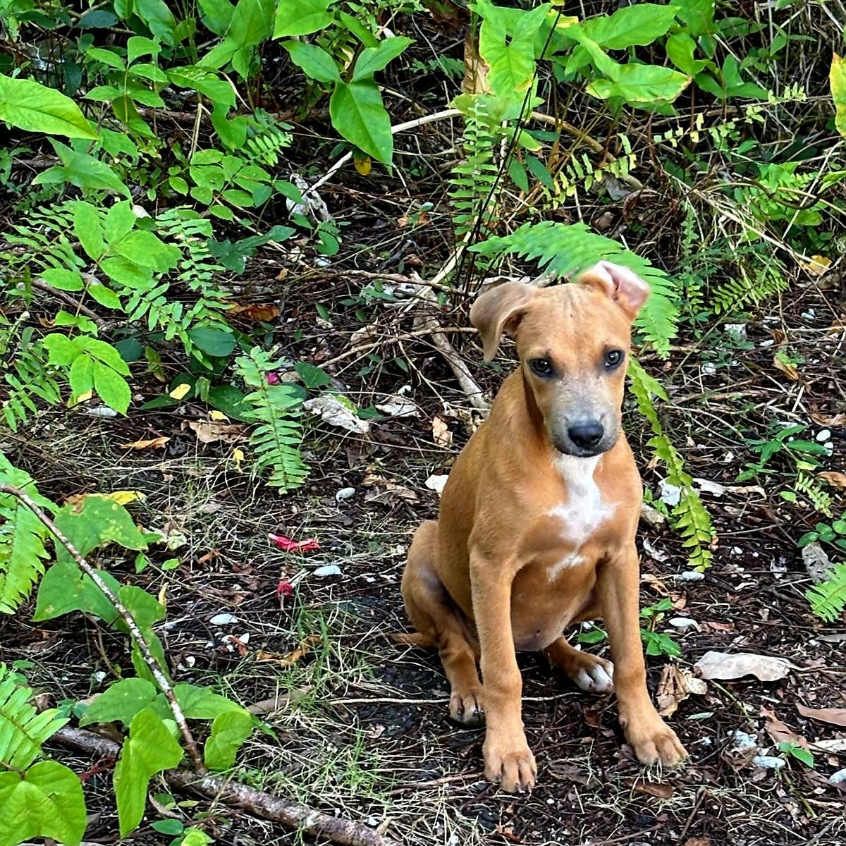 Papaya "sweet Love." thumbnail 4