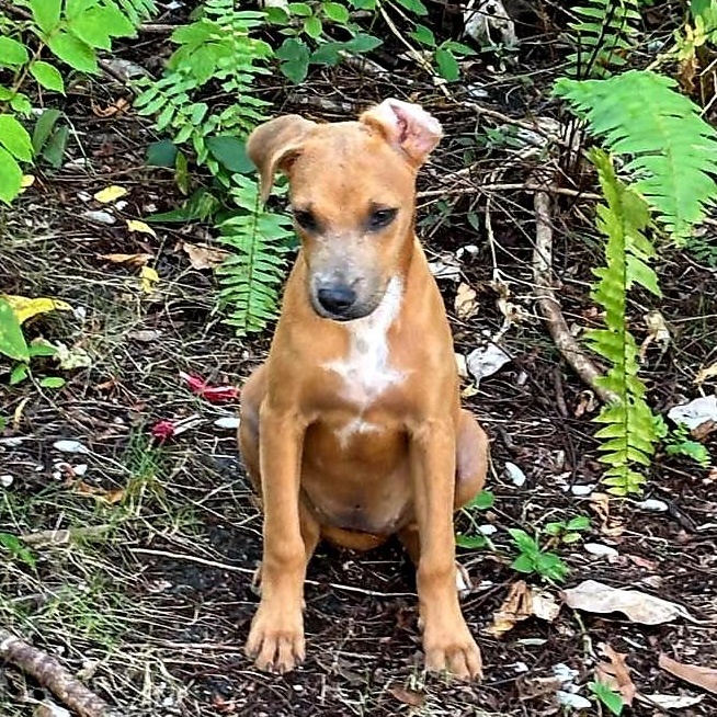 Papaya "sweet Love." thumbnail 6