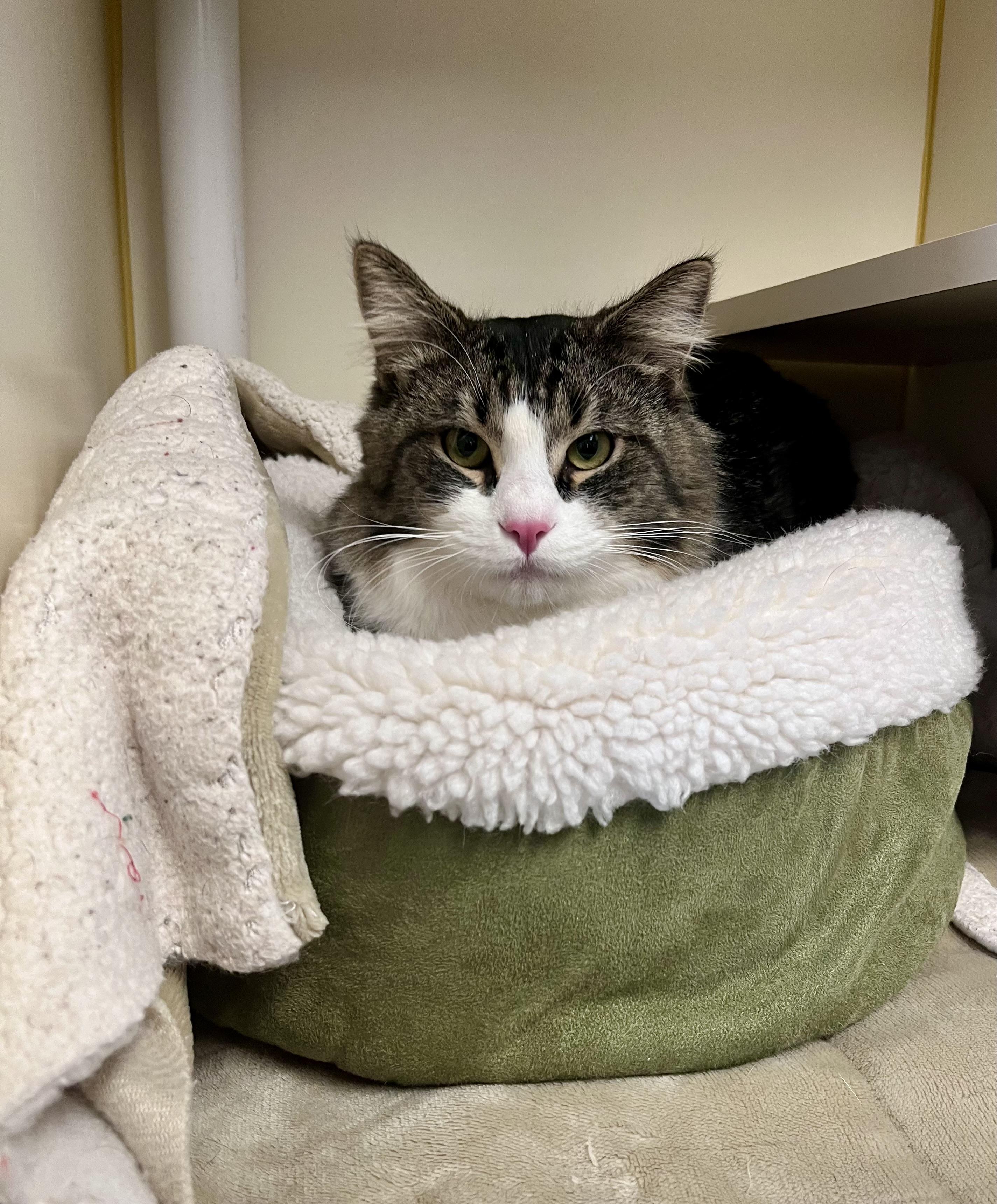 Stanley, ADOPTABLE, Adult Male Domestic Long Hair.