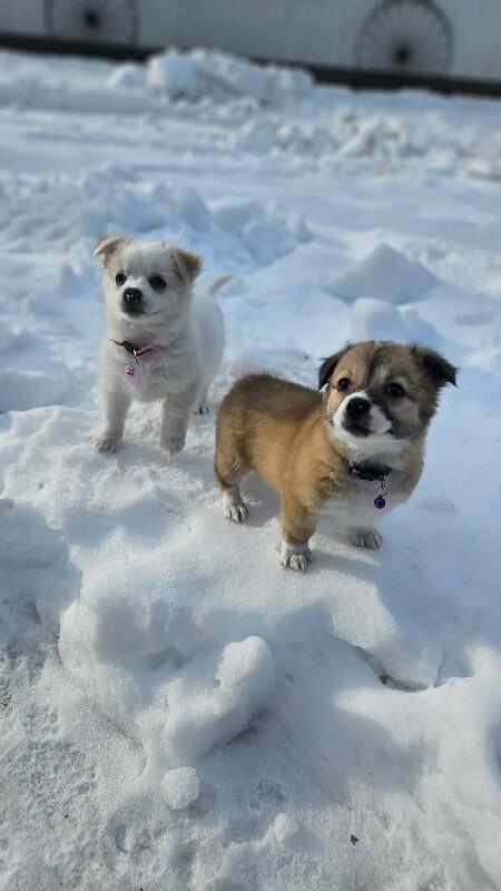 Cami, a Adoptable mixed breed in Alma, WI image 3/6