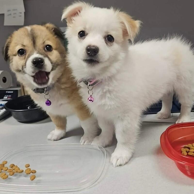 Cami, a Adoptable mixed breed in Alma, WI image 4/6