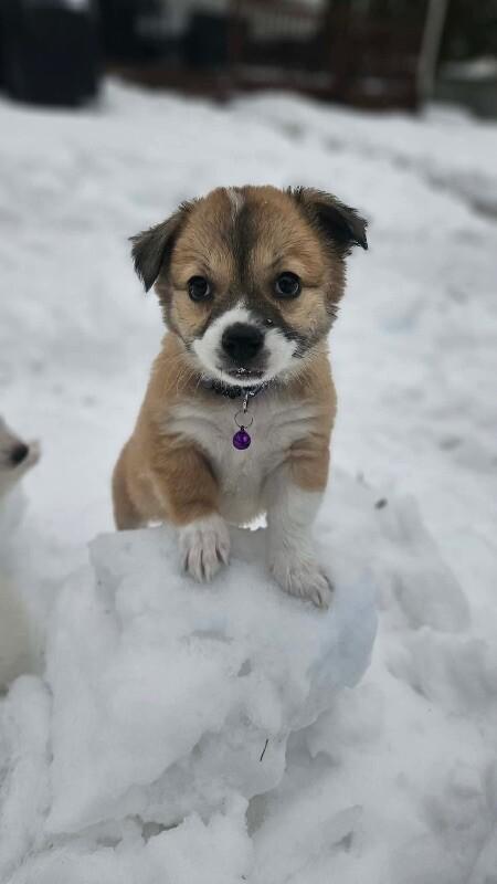 Cami, a Adoptable mixed breed in Alma, WI image 1/6