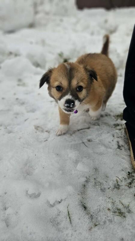 Cami, a Adoptable mixed breed in Alma, WI image 5/6