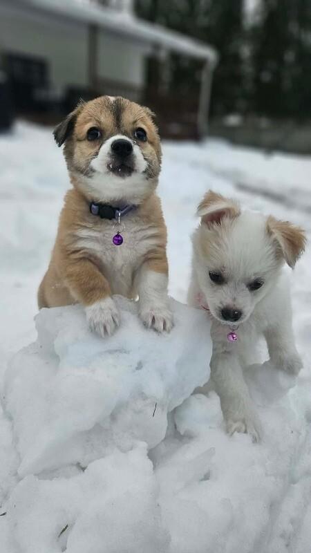 Cami, a Adoptable mixed breed in Alma, WI image 6/6