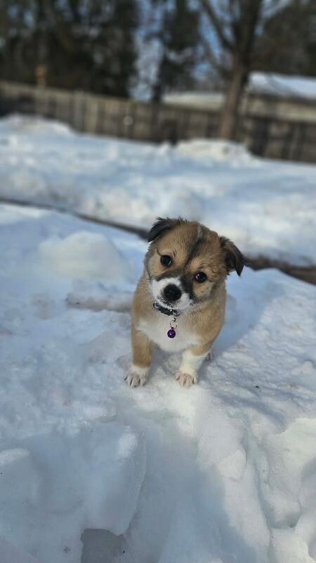 Cami, a Adoptable mixed breed in Alma, WI image 2/6